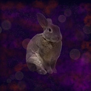 Meet your Posher, Jodie